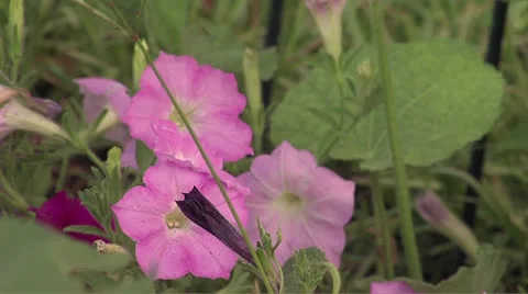 Flowers 1 Video stock 25997727