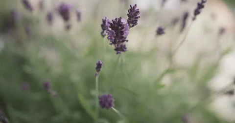 Flowers 1 Stock Footage 26182240