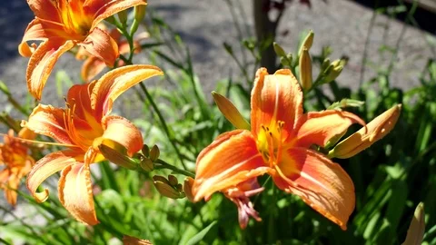 Flowers 1 Stock Footage 77573411