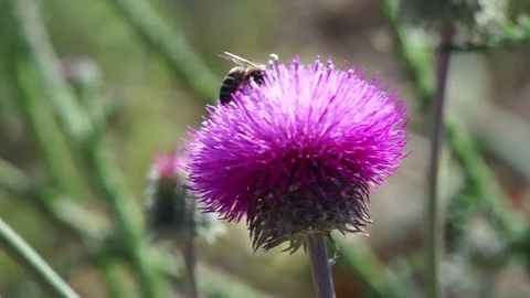 Flowers (1) Stock Footage 102397783