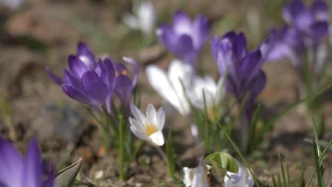 Flowers 1 Video stock 105961617