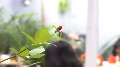 Flowers (1) 動画素材 145822789