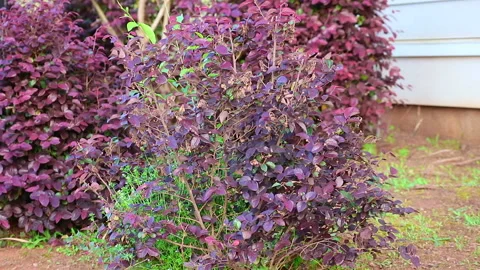 Flowers 1 Stock Footage 273247322