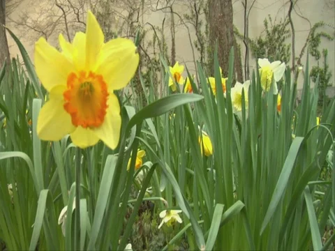 Flowers 1 HD Stock Footage 100077366