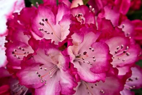 Flowers 1 Stock Photos