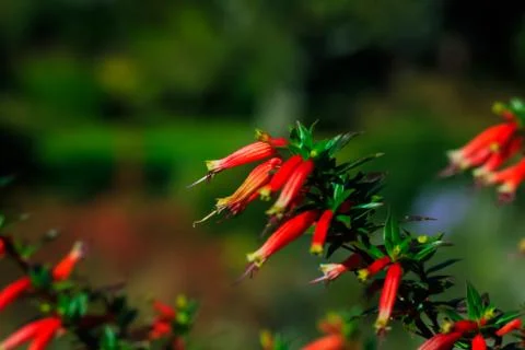 Flowers 1 Stock Photos