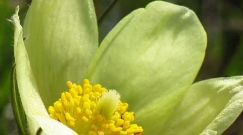 Flowers 10 Stock Footage 1064809