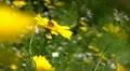 Flowers 11 Bee Goldfields HD Footage