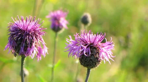 Flowers 12 Stock Footage 1064844