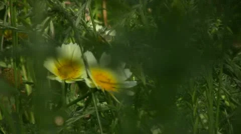 Flowers 14 Dolly L Goldfields Stock Footage