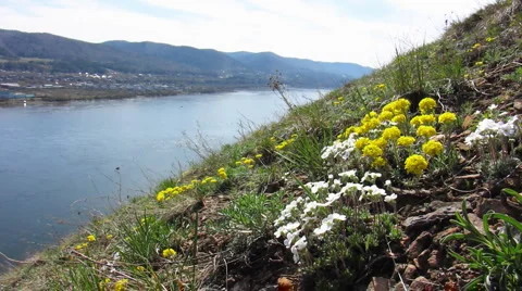 Flowers 14 Stock Footage 1064848