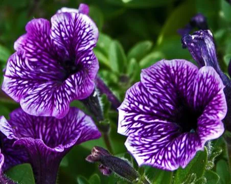 Flowers 14 Stock Photos