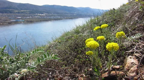 Flowers 15 Stock Footage 1064879