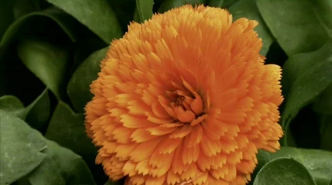 Flowers 16 Stock Footage 330120