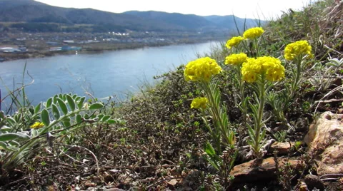 Flowers 16 Video stock 1064872