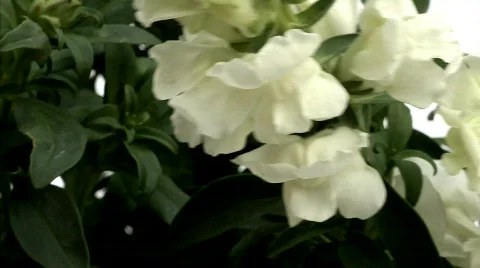 Flowers 17 Stock Footage 330123