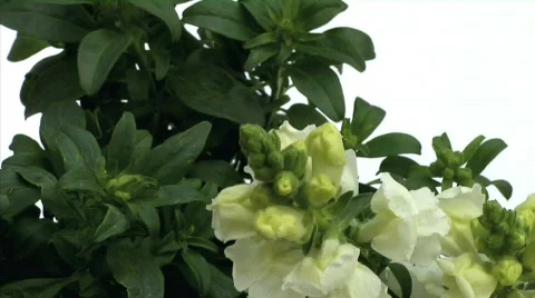 Flowers 18 Stock-Footage 330127