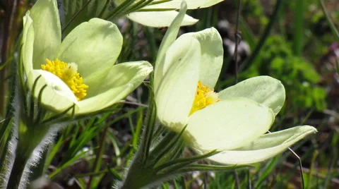 Flowers 18 Stock Footage 1064858