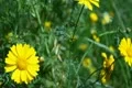 Flowers 19 Dolly R Goldfields SD wide Footage