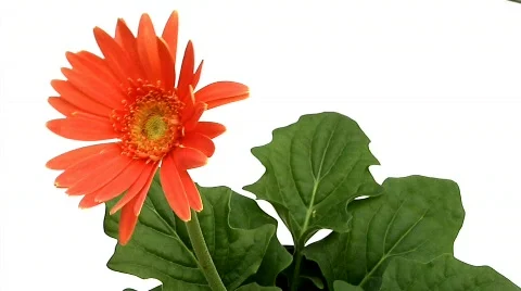 Flowers 19 Stock Footage 330128