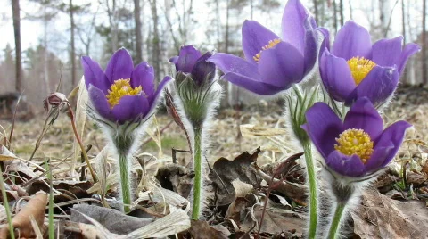 Flowers 2 Stock Footage 732909