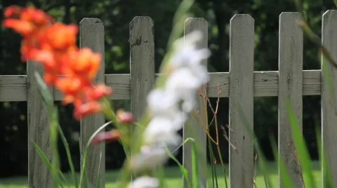 Flowers 2 Stock Footage 760947