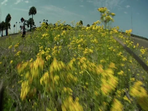 Flowers 2 Stock Footage 8693755