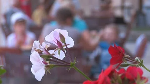 Flowers 2 Stock Footage 11321326