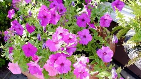 Flowers 2 Stock Footage 77573538