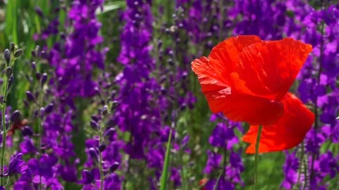 Flowers (2) Stock Footage 102397719