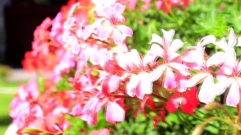 Flowers 2 Stock Footage