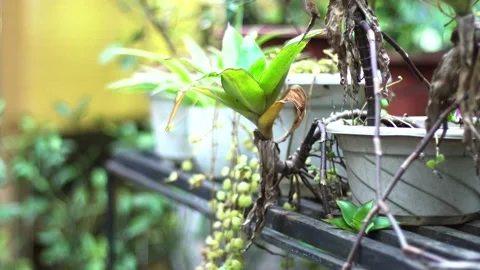 Flowers (2) 動画素材 145822809