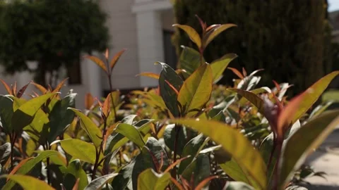 Flowers 2 Stock Footage 187642321