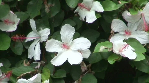 Flowers 2 - Hawaii Stock Footage 648965