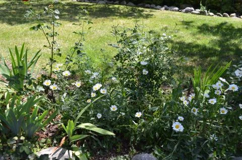 Flowers 2 스톡 사진