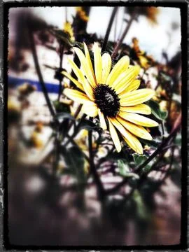 Flowers #2 Stock Photos