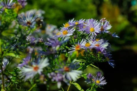 Flowers 2 Stock Photos