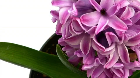 Flowers 20 Stock Footage 330132