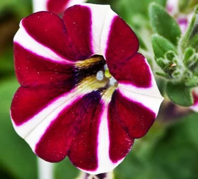 Flowers 20 Stock Photos