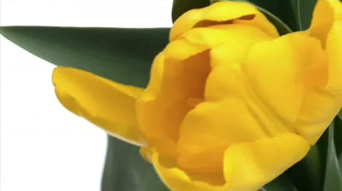 Flowers 21 Stock Footage 330134