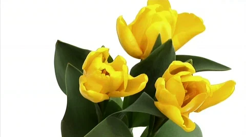 Flowers 22 Stock Footage 330136