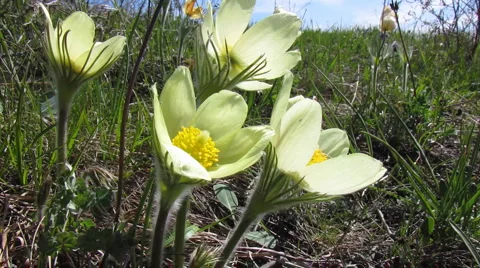 Flowers 22 Video stock 1064888