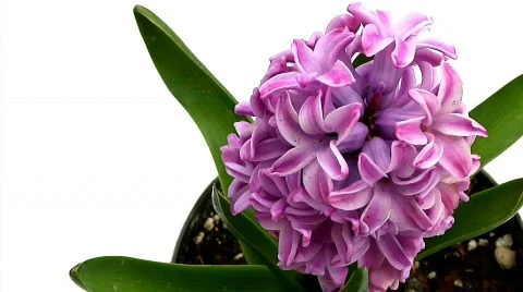 Flowers 23 Stock-Footage 330137