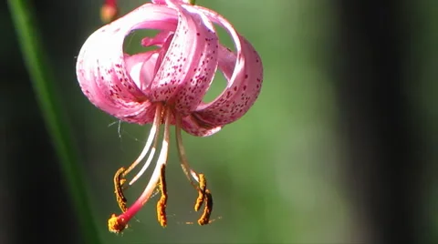 Flowers 23 Stock Footage 1064857