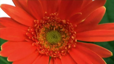 Flowers 24 Stock Footage 330141