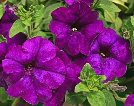 Flowers 24 Stock Photos