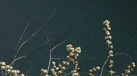 Flowers 25 Stock Footage 330215