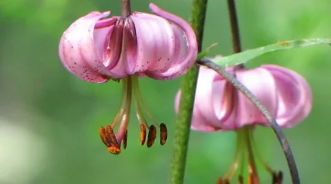 Flowers 25 Stock Footage 1064874