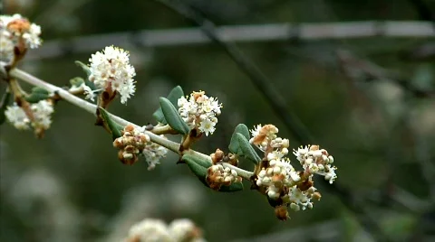 Flowers 26 Stock Footage 330216