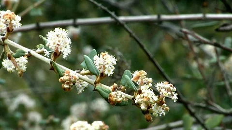 Flowers 27 Stock-Footage 330217